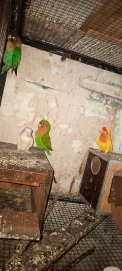 love birds for sale