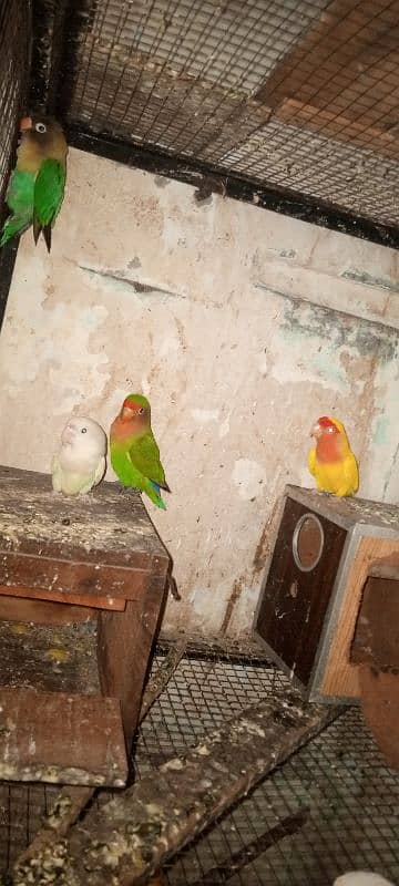 love birds for sale 2