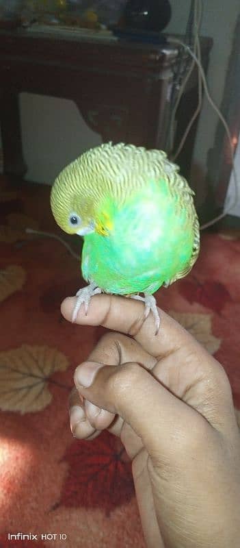 handtamed budgie very friendly never bite 0