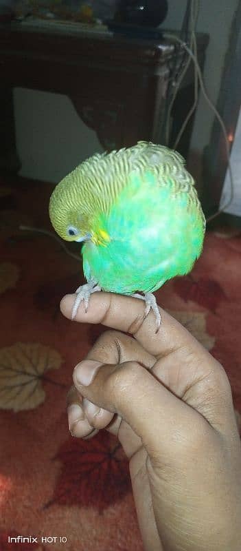 handtamed budgie very friendly never bite 1