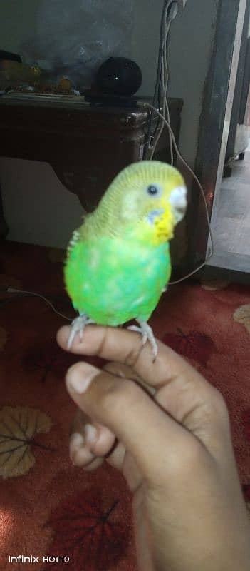 handtamed budgie very friendly never bite 2