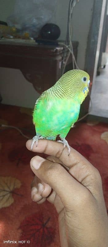 handtamed budgie very friendly never bite 3