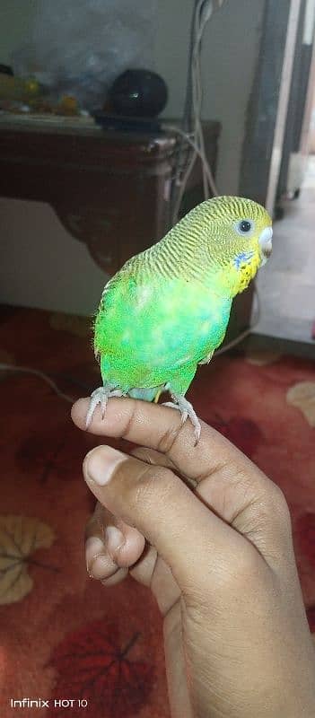 handtamed budgie very friendly never bite 4