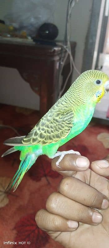 handtamed budgie very friendly never bite 5