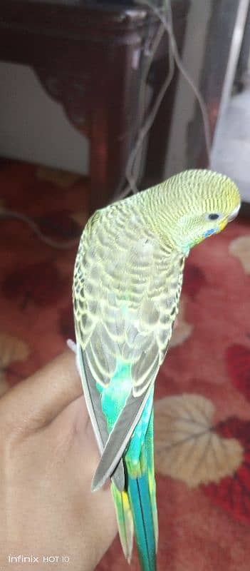 handtamed budgie very friendly never bite 6