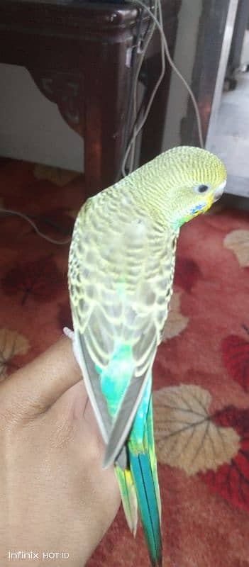 handtamed budgie very friendly never bite 7