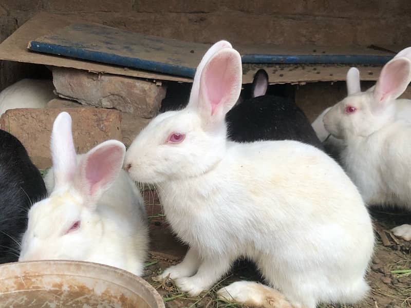 Sale rabbits  because  I need  money male or  female rabbits 0