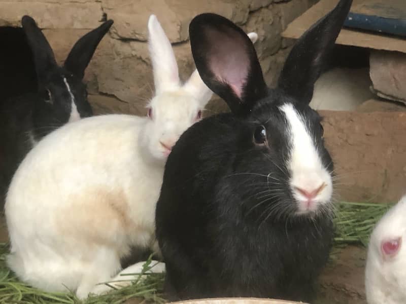 Sale rabbits  because  I need  money male or  female rabbits 1