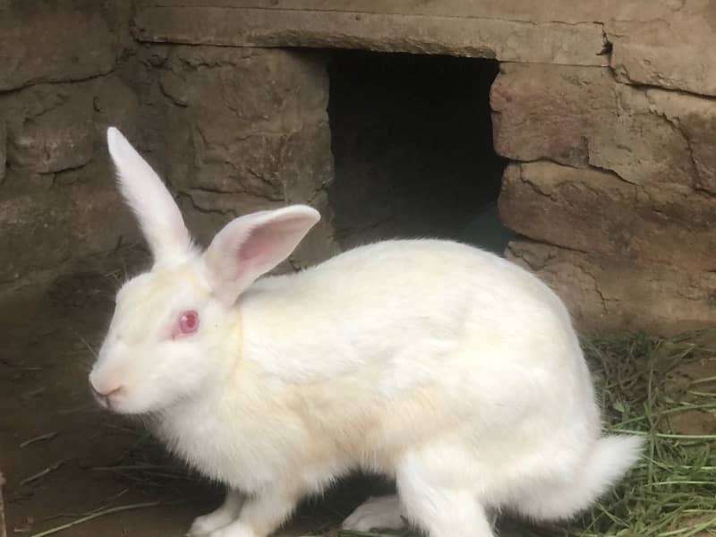 Sale rabbits  because  I need  money male or  female rabbits 2