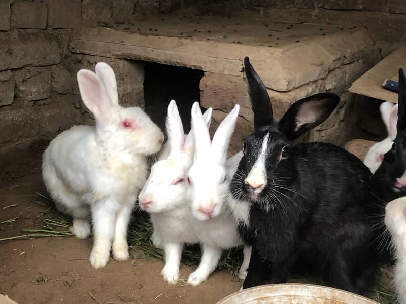 Sale rabbits  because  I need  money male or  female rabbits 3