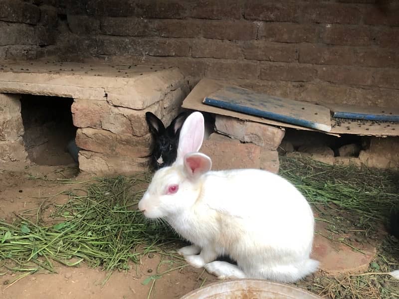 Sale rabbits  because  I need  money male or  female rabbits 4