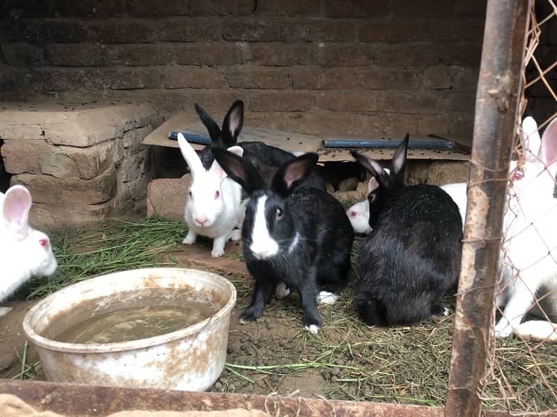 Sale rabbits  because  I need  money male or  female rabbits 5