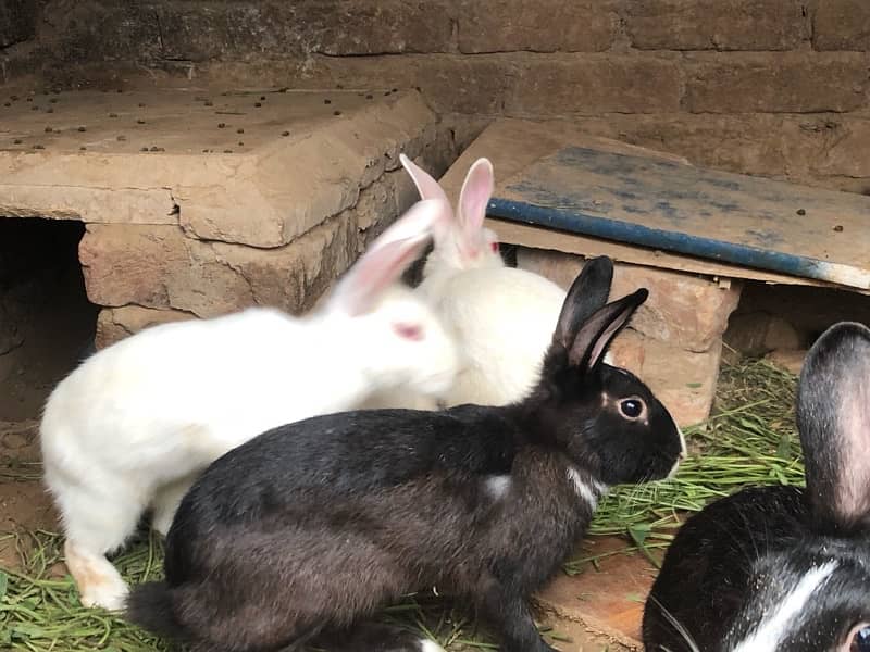 Sale rabbits  because  I need  money male or  female rabbits 6