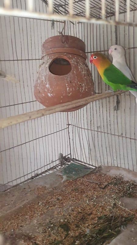 Love bird for sale Albino Black eye Female and  Green Fisher Male 1