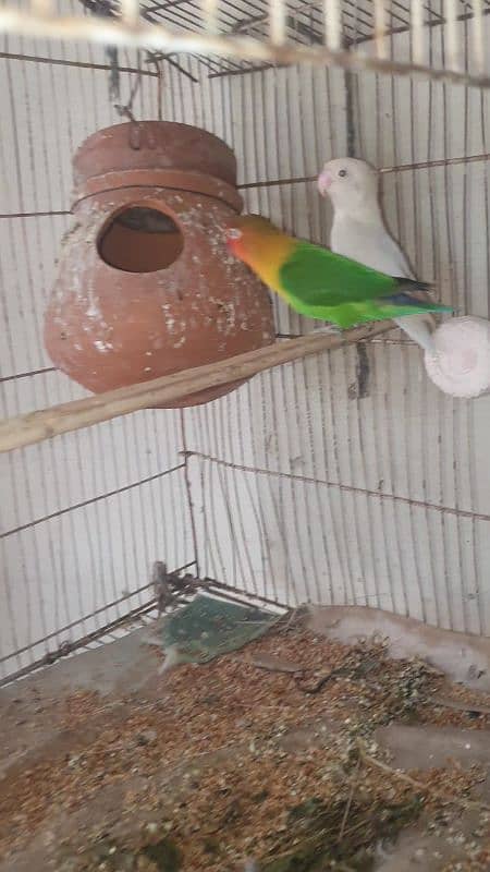 Love bird for sale Albino Black eye Female and  Green Fisher Male 2