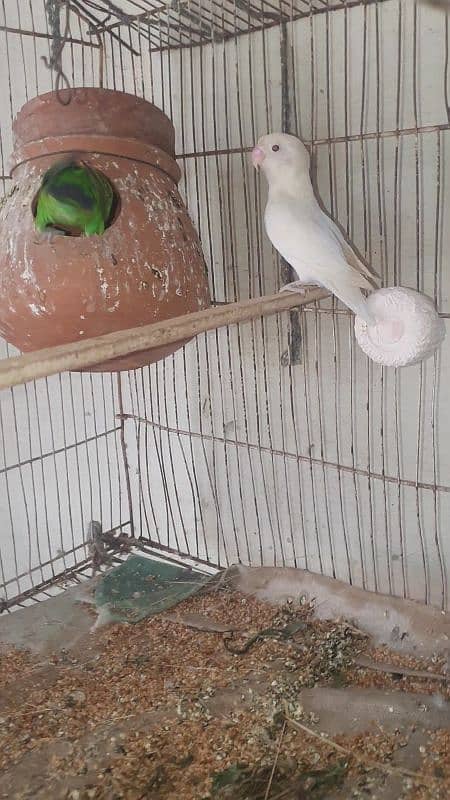 Love bird for sale Albino Black eye Female and  Green Fisher Male 3