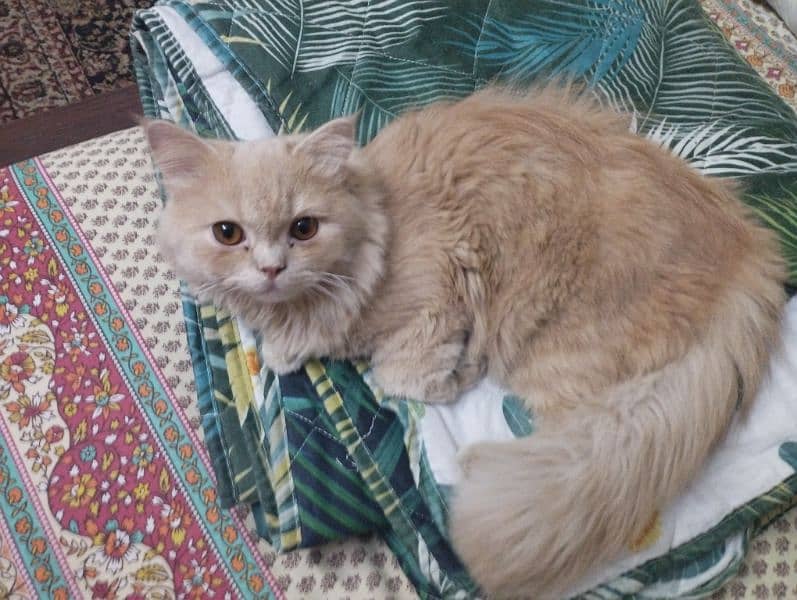 #pesian long coat/ beautiful/ #female cat shaggi for sale. 2