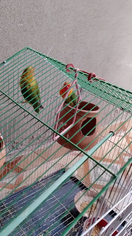 Green fisher pair with cage 7