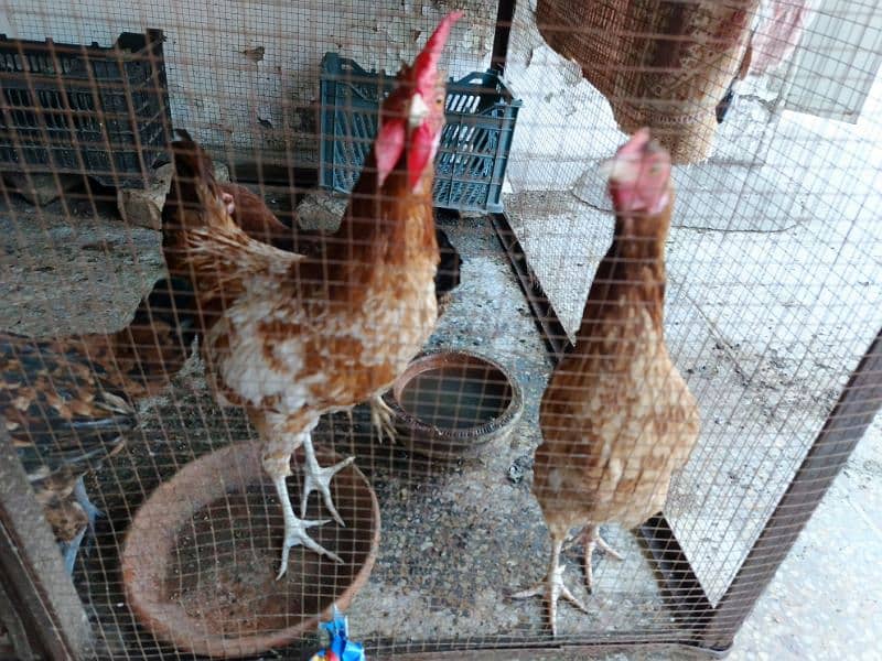 Hens for sale 1