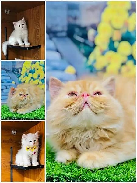 Persian / Kitten / Triple coat / Cute Cat / Fluffy Cat / small kitten 12