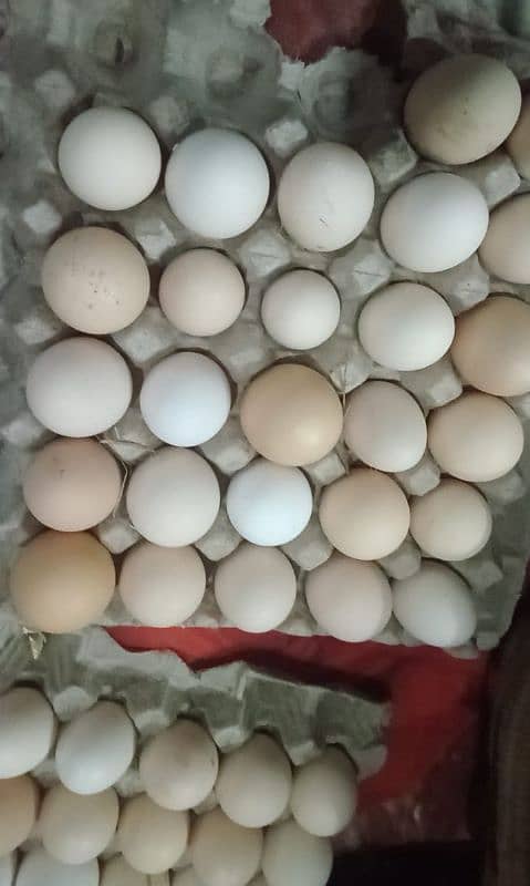 Desi Eggs 14