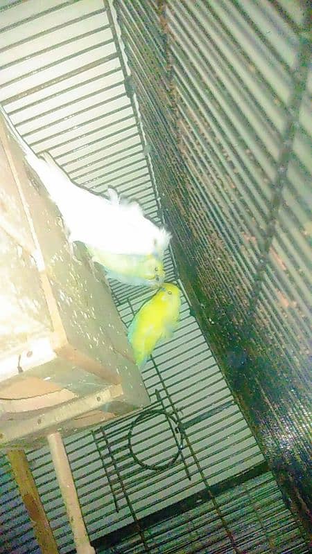 Parrots for sale 0