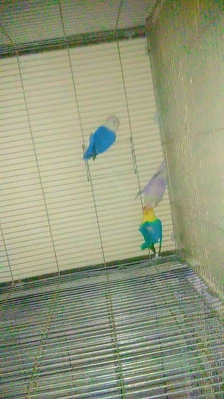 Parrots for sale 1