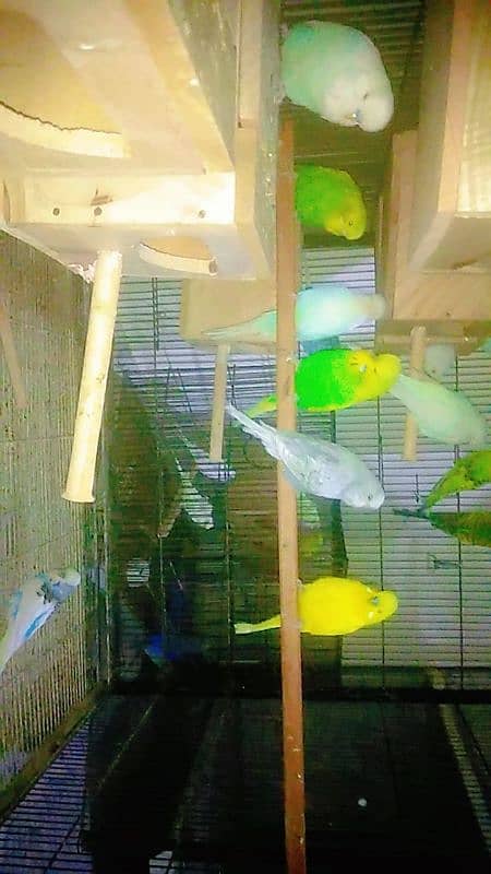 Parrots for sale 2