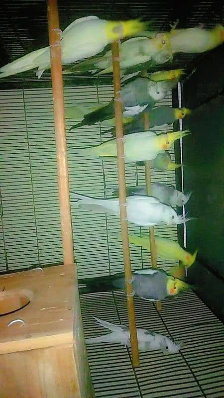 Parrots for sale 3