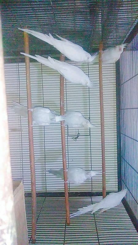 Parrots for sale 4