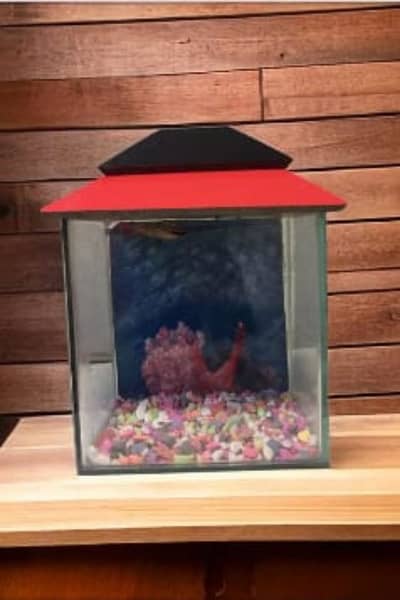 Small Fish Aquarium With Beautiful Gravels and Plant with top