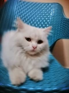 Urgent persian female cat for sale