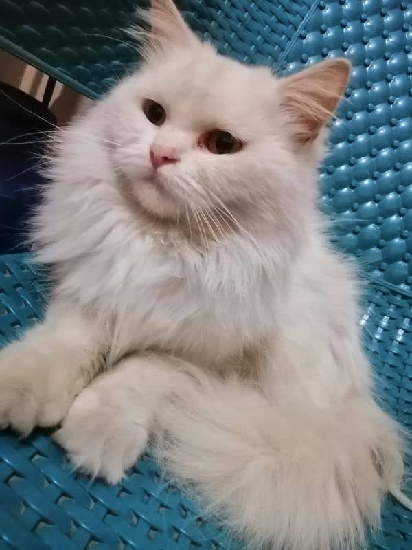 Urgent persian female cat for sale 2