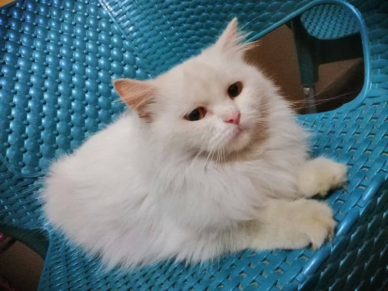 Urgent persian female cat for sale 5