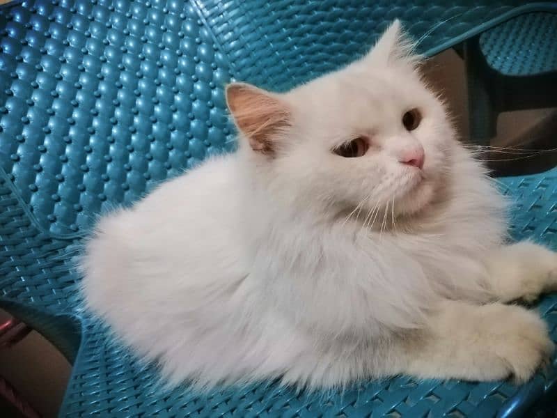 Urgent persian female cat for sale 7