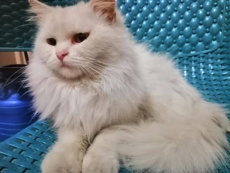 Urgent persian female cat for sale 8