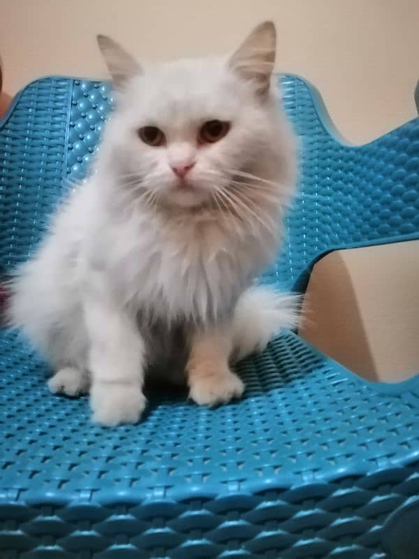 Urgent persian female cat for sale 9