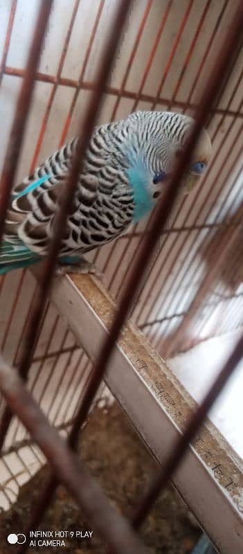 budgie parrots 8