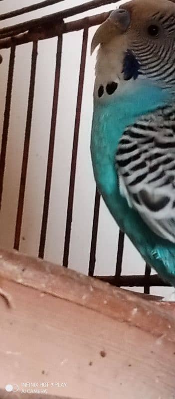 budgie parrots 9