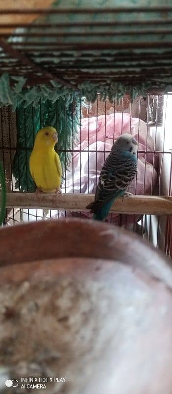 budgie parrots 10