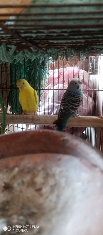 budgie parrots 11