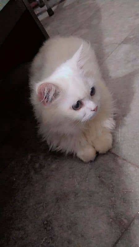 White Persian Cat 0