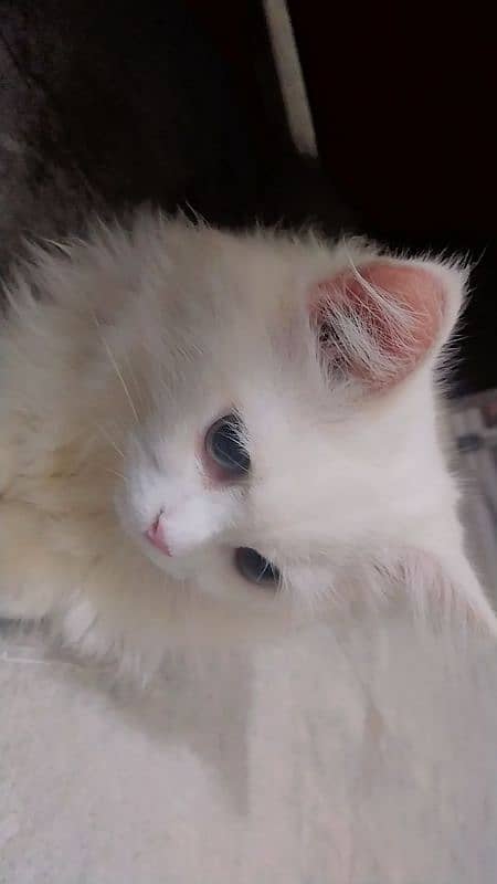 White Persian Cat 1