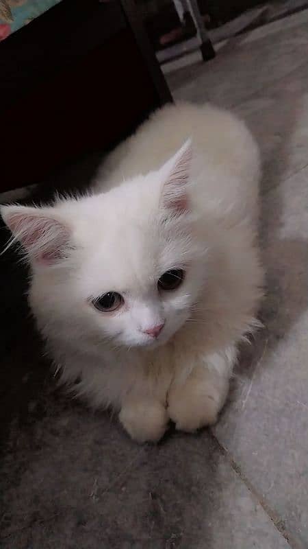 White Persian Cat 2