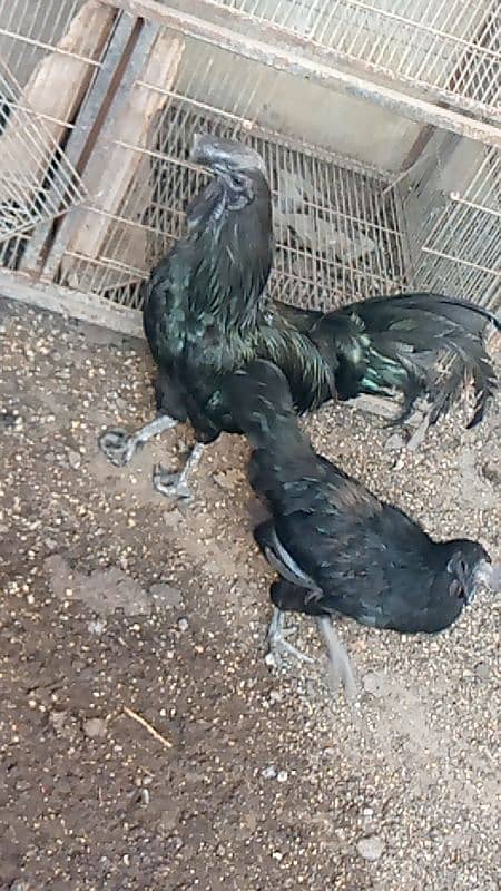 ayam cemani 5 pairs call on 0312 2691239 4