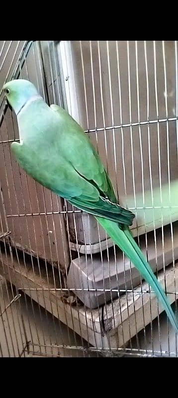 Green ringneck 0