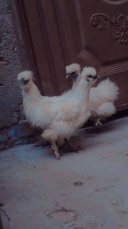 Sale silki hen 1 male and 2 female 0