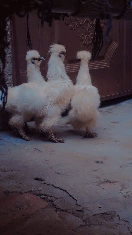 Sale silki hen 1 male and 2 female 1