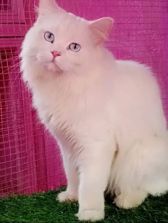 Persian Cat 0