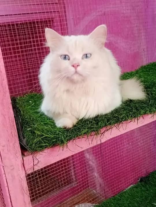 Persian Cat 1